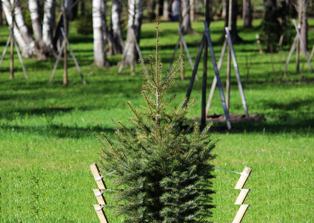 One small Christmas tree is planted in Gatchina Park according to the plan of plantings. Fenced with a fenceの写真素材
