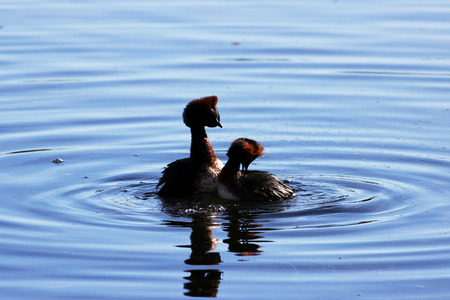 duck with red heads on his head Horned Slavonian grebe Podiceps auritus. marital games and dances of male and female. Gatchina White Lakeの写真素材