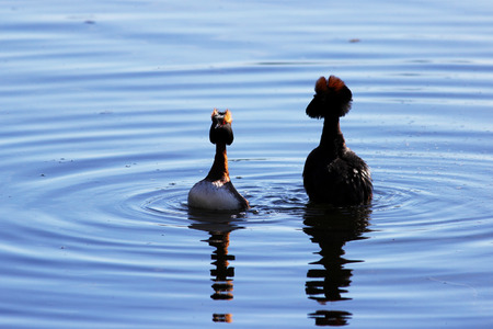 duck with red heads on his head Horned Slavonian grebe Podiceps auritus. marital games and dances of male and female. Gatchina White Lakeの写真素材