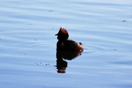 duck with red heads on his head Horned Slavonian grebe Podiceps auritus. Gatchina White Lakeの写真素材