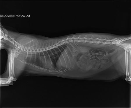 X-ray of a young three-year-old cat with bronchial asthma.の写真素材