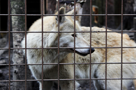 Polar wolf behind bars, summer color Canis lupus tundrarum. Breeding Kennel for wolves and wolf-dog hybrid. Wolf in a large enclosure with bars.の写真素材