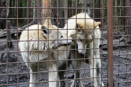 Polar wolf behind bars, summer color Canis lupus tundrarum. Breeding Kennel for wolves and wolf-dog hybrid. Wolf in a large enclosure with bars. Two brothers are playing.の写真素材