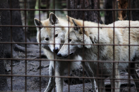 Polar wolf behind bars, summer color Canis lupus tundrarum. Breeding Kennel for wolves and wolf-dog hybrid. Wolf in a large enclosure with bars. Two brothers are playing.の写真素材
