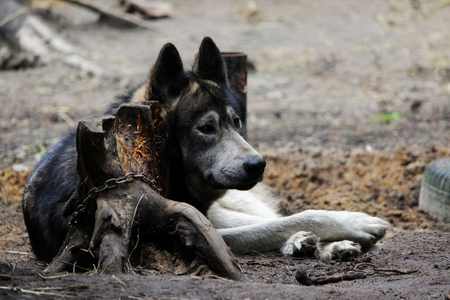 cross between an wolf Canis lupus tundrarum and an Alaska Malamute. Breeding Kennel for wolves and wolf-dog hybrid.の写真素材