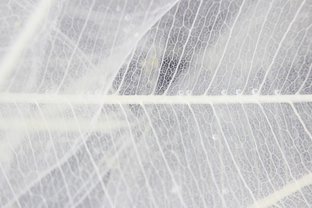 Macro structure white delicate skeletonized leaf of ficus Ficus benjamina in water and air bubbles.の写真素材