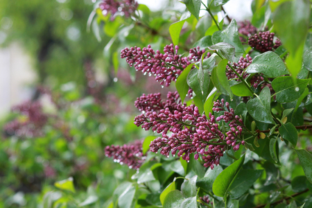 Dozens of closed purple lilac buds grouped into clusters and dripping with droplets of rain water. A branch of purple unblown lilac in the rain.の写真素材
