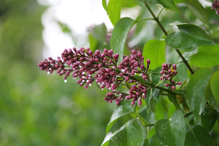 Dozens of closed purple lilac buds grouped into clusters and dripping with droplets of rain water. A branch of purple unblown lilac in the rain.の写真素材