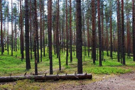sun and coniferous forest of pine in the reserve. Leningrad Region, Russiaの写真素材