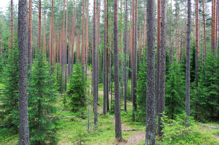 sun and coniferous forest of pine and fir in the reserve. Leningrad Region, Russiaの写真素材
