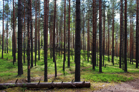 sun and coniferous forest of pine in the reserve. Leningrad Region, Russiaの写真素材