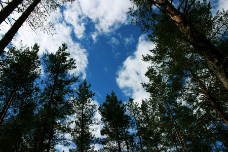 sun and coniferous forest of pine in the reserve. Leningrad Region, Russia.の写真素材
