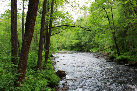a forest tranquil Volchya River in a mixed forest in the summer on the territory of the reserve. Leningrad Region, Russia.の写真素材