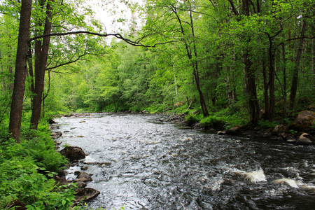 a forest tranquil Volchya River in a mixed forest in the summer on the territory of the reserve. Leningrad Region, Russia.の写真素材