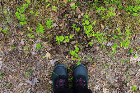 the excrement of wild elk Alces alces in the woods, lying on the ground in the summer. Leningrad...