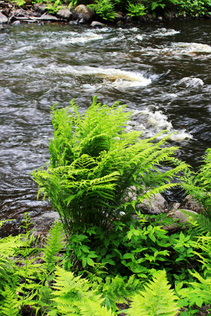 a forest tranquil Volchya River in a mixed forest in the summer on the territory of the reserve. Leningrad Region, Russia. dense thicket of fern on the shoreの写真素材
