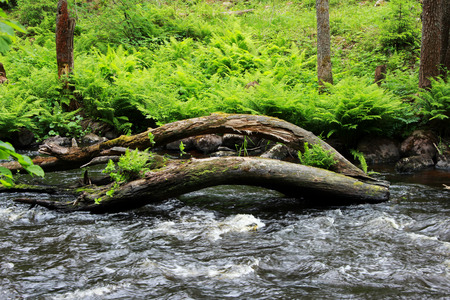 a forest tranquil Volchya River in a mixed forest in the summer on the territory of the reserve. an old tree fallen into the water. Leningrad Region, Russia. dense thicket of fern on the shoreの写真素材