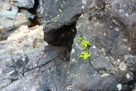 Small leaves of the fern break through the stones in the place of the extinct volcano Girvas. Karelia, Russia. concept of life and perseverance.の写真素材