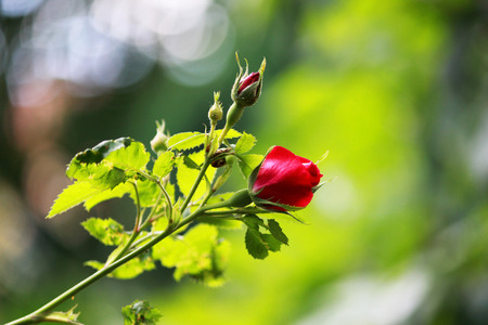 a small red garden rose on a bush blossoms near a house in the cityの写真素材