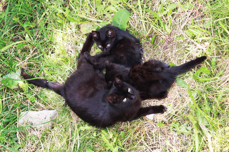black street cat with two born in the basement and grown kittens lies on the grass near the house. View from aboveの写真素材