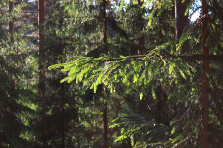 sun and coniferous forest of pine and fir in the reserve. Leningrad Region, Russiaの写真素材