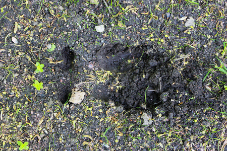 prints of the tracks of the escaped young moose Alces alces in the city park on the roadside near the park pathの写真素材