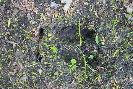 prints of the tracks of the escaped young moose Alces alces in the city park on the roadside near the park pathの写真素材