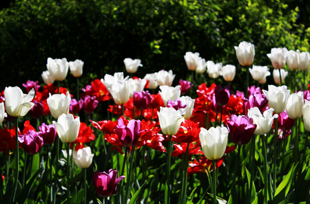Red, violet and white tulips grow on a flower bed in a Gatchina parkの写真素材