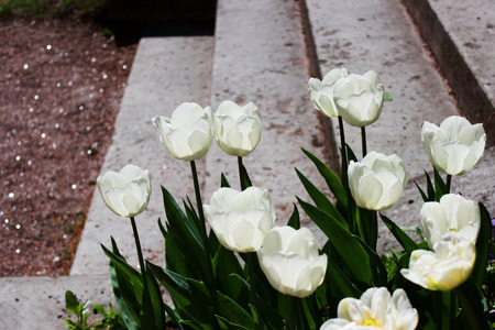 several white tulips grow on the flower bed next to the stone steps in the general ensemble of the well-appointed Gatchina park. Russiaの写真素材