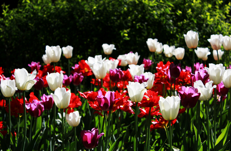 Red, violet and white tulips grow on a flower bed in a Gatchina parkの写真素材