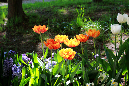 several orange multilobed tulips grow on the flower bed in the general ensemble of the well-appointed Gatchina park. Russiaの写真素材