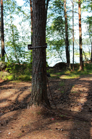 The metal rusty chain is fixed by a special construction to the pine for the person to be attached to it and practicing bdsm in nature. reportage shootingの写真素材