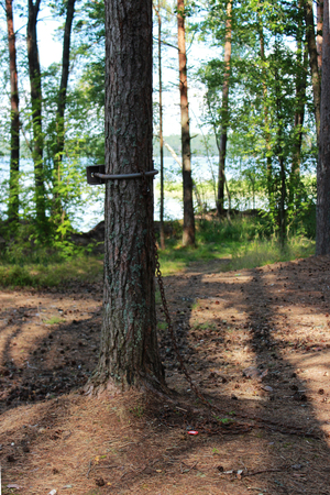 The metal rusty chain is fixed by a special construction to the pine for the person to be attached to it and practicing bdsm in nature. reportage shootingの写真素材