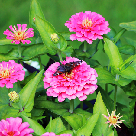 Butterfly and pink Zinnia flower in summer garden on sunny day. Zinnia is a genus of plants of the sunflower tribe within the daisy family.の写真素材