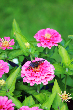 Butterfly and pink Zinnia flower in summer garden on sunny day. Zinnia is a genus of plants of the sunflower tribe within the daisy family.の写真素材