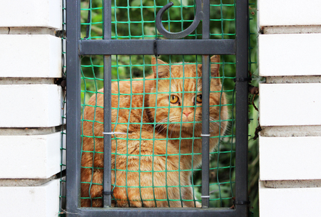 a red pedigreed cat turned and looks warily through a fence and a grid in a brick wall to the street.の写真素材