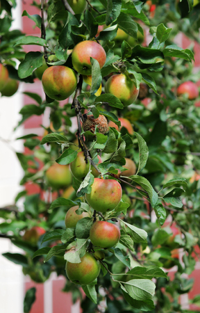 Fruits of apple on a tree, one of which is damaged and Infected by the penetration of the larva into the fruits.の写真素材