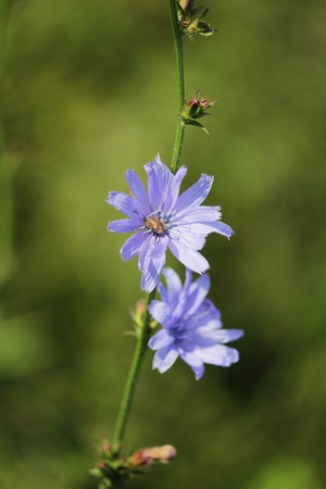 Two tender blue flower of chicory on the green background.の写真素材