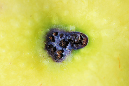 a trace of apple worms on the skin. macro photography. source of infection of apple by the Brown rot Monilia fructigena mold on the skin of a rottingの写真素材