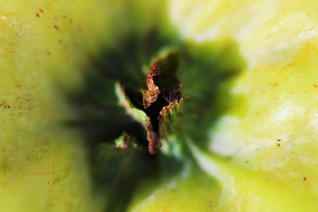 sepals and remains of stamens near a green apple. macro photography.の写真素材