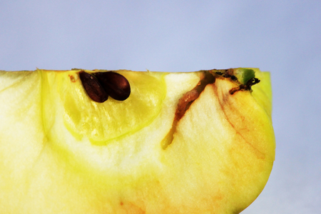 a trace of apple worms in apple. source of infection of apple by the Brown rot Monilia fructigena mold on the skin of a rottingの写真素材