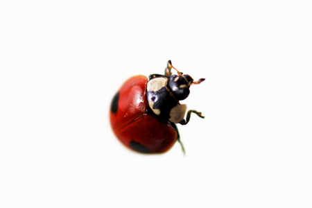 one live ladybug isolated on white background, macro shotの写真素材