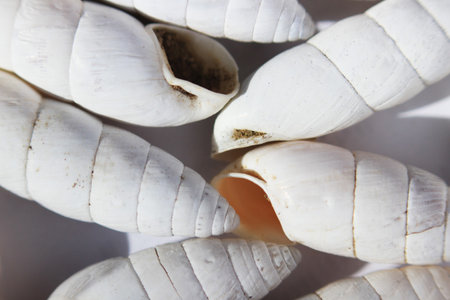 Ground terrestrial mollusk Brephulopsis cylindrica - a kind of pulmonary earth snails of the genus...