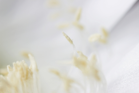 indoor plant white blossoming old cactus echinopsis tubiflora on a light background. stamens inside the flower. macroの写真素材