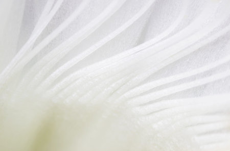 indoor plant white blossoming old cactus echinopsis tubiflora on a light background. stamens inside...