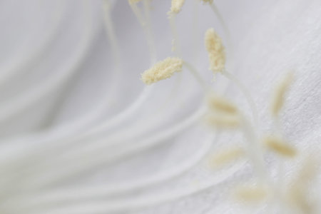 indoor plant white blossoming old cactus echinopsis tubiflora on a light background. stamens inside...