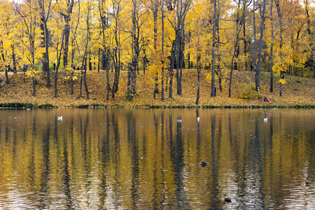 Autumn forest with yellow maples and their reflection in the White Lake of Gatchina Park.の写真素材