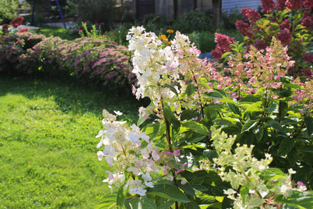 Blooming cultivar panicled Hydrangea paniculata in the autumn garden