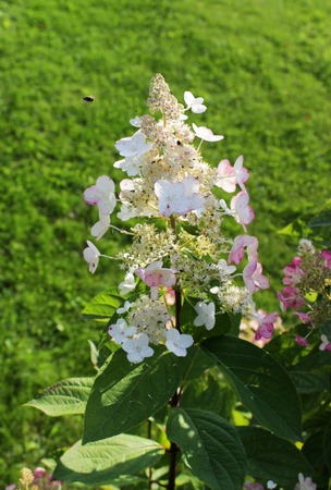 Blooming cultivar panicled Hydrangea paniculata in the autumn gardenの写真素材
