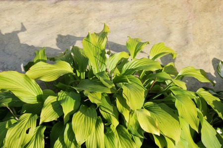 Green bush Hosta. Hosta leaves in the autumn. Nature background image beautiful Hosta leaves. Hosta - an ornamental plant for landscaping park and garden design.の写真素材